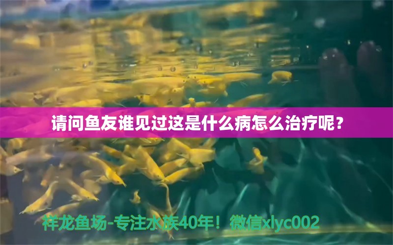 请问鱼友谁见过这是什么病怎么治疗呢？ 龙鱼疾病与治疗