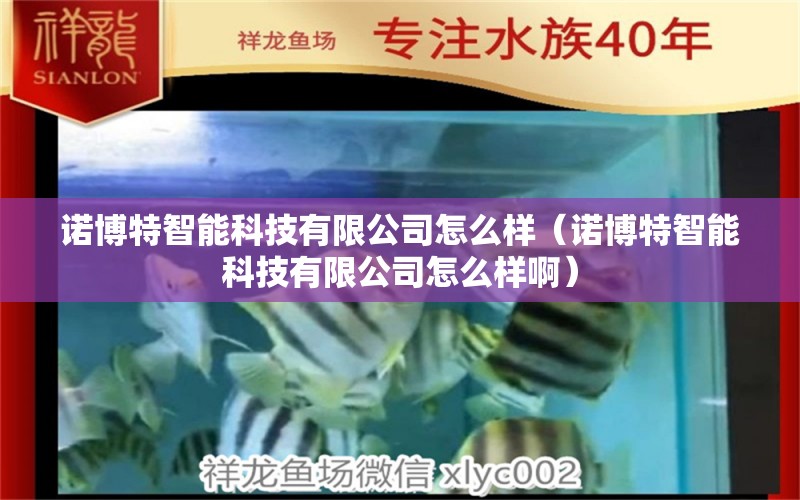 诺博特智能科技有限公司怎么样（诺博特智能科技有限公司怎么样啊）