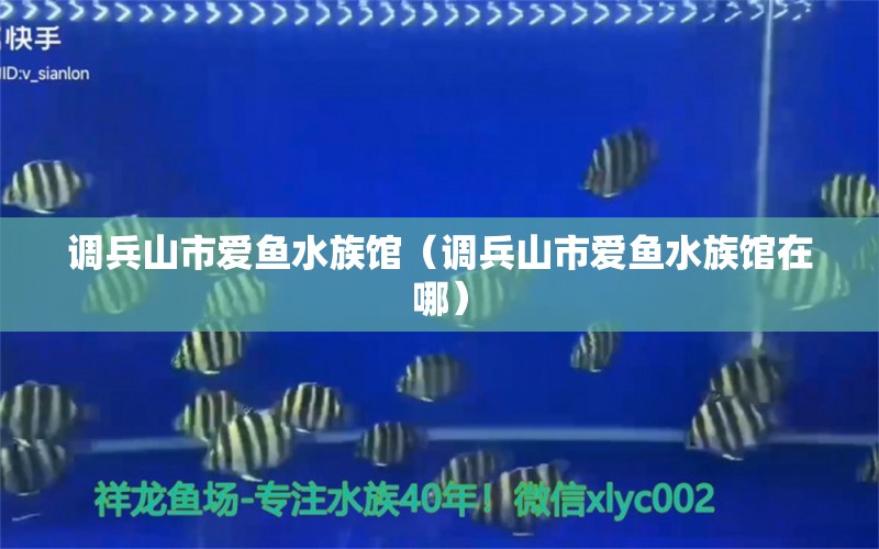 调兵山市爱鱼水族馆（调兵山市爱鱼水族馆在哪）