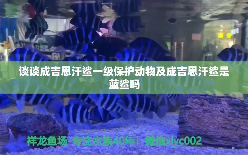 谈谈成吉思汗鲨一级保护动物及成吉思汗鲨是蓝鲨吗 成吉思汗鲨（球鲨）鱼