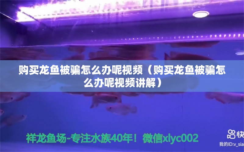 购买龙鱼被骗怎么办呢视频（购买龙鱼被骗怎么办呢视频讲解）