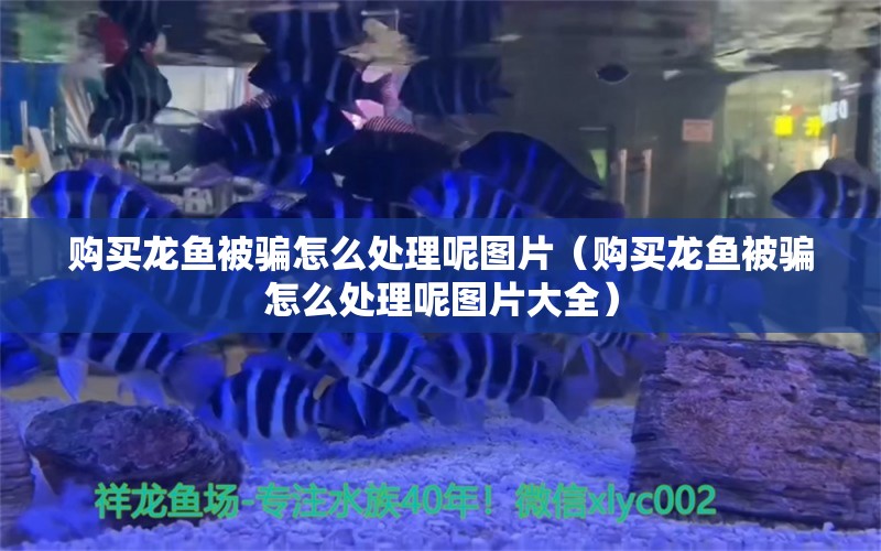 购买龙鱼被骗怎么处理呢图片（购买龙鱼被骗怎么处理呢图片大全） 网上购买观赏鱼