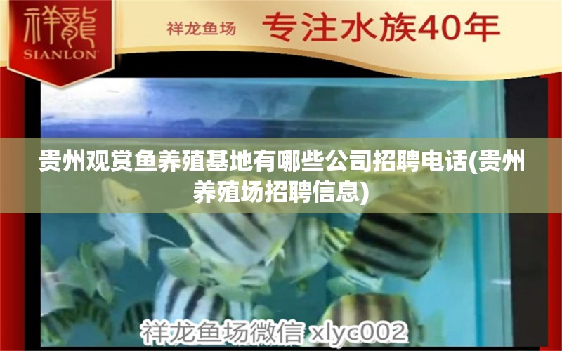 贵州观赏鱼养殖基地有哪些公司招聘电话(贵州养殖场招聘信息) 野彩鱼