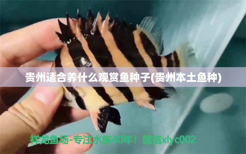 贵州适合养什么观赏鱼种子(贵州本土鱼种) 红眼黄化幽灵火箭鱼|皇家火箭鱼