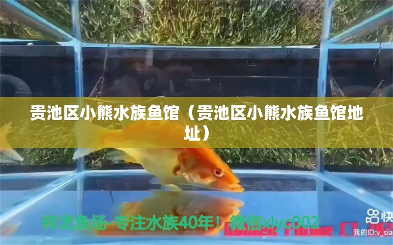 贵池区小熊水族鱼馆（贵池区小熊水族鱼馆地址） 全国水族馆企业名录