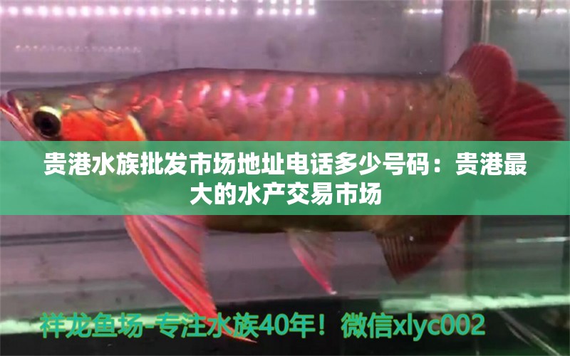 贵港水族批发市场地址电话多少号码：贵港最大的水产交易市场