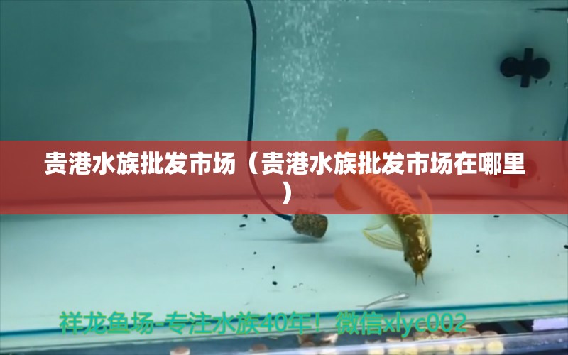 贵港水族批发市场（贵港水族批发市场在哪里）