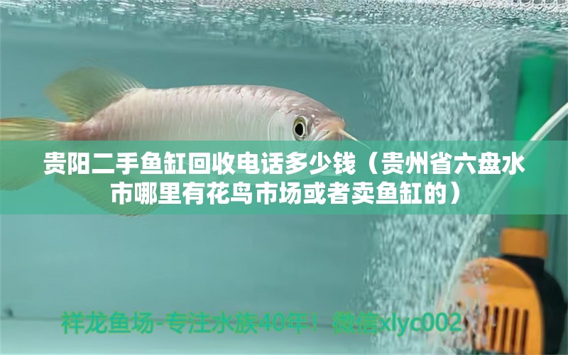 贵阳二手鱼缸回收电话多少钱（贵州省六盘水市哪里有花鸟市场或者卖鱼缸的）