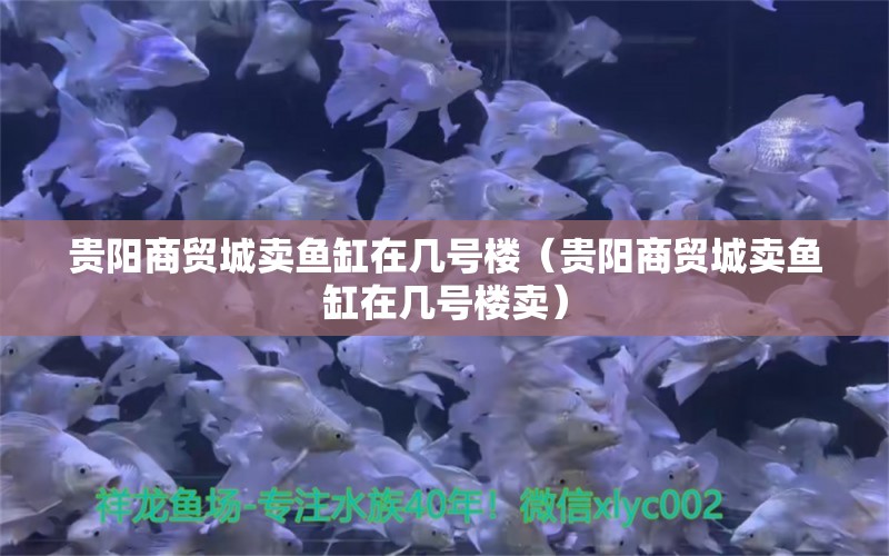 贵阳商贸城卖鱼缸在几号楼（贵阳商贸城卖鱼缸在几号楼卖） 观赏鱼市场（混养鱼）