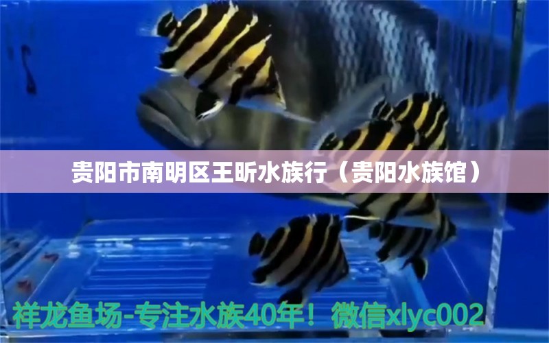 贵阳市南明区王昕水族行（贵阳水族馆） 全国水族馆企业名录