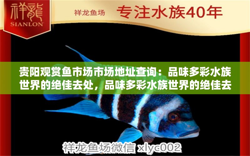 贵阳观赏鱼市场市场地址查询：品味多彩水族世界的绝佳去处，品味多彩水族世界的绝佳去处贵阳观赏鱼市场地址查询