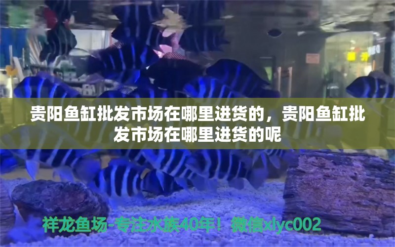 贵阳鱼缸批发市场在哪里进货的，贵阳鱼缸批发市场在哪里进货的呢 银古鱼苗