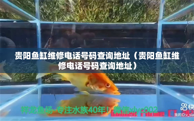 贵阳鱼缸维修电话号码查询地址（贵阳鱼缸维修电话号码查询地址）