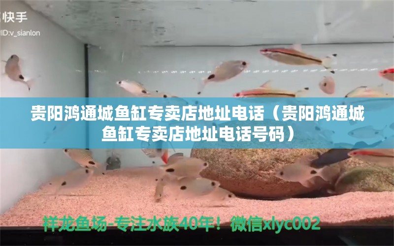 贵阳鸿通城鱼缸专卖店地址电话（贵阳鸿通城鱼缸专卖店地址电话号码） 祥龙水族医院