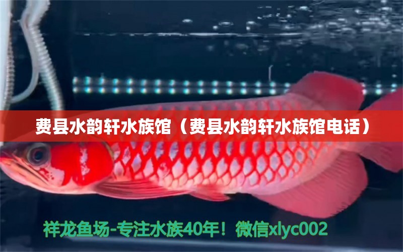 费县水韵轩水族馆（费县水韵轩水族馆电话）