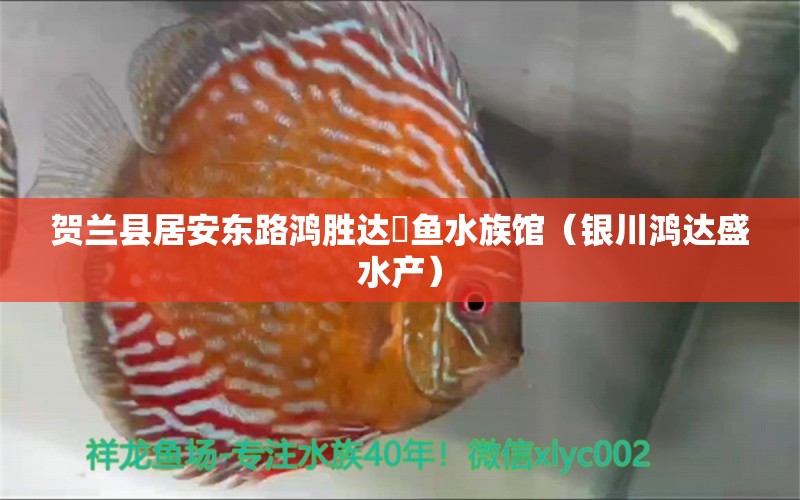 贺兰县居安东路鸿胜达魟鱼水族馆（银川鸿达盛水产）