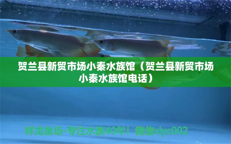 贺兰县新贸市场小秦水族馆（贺兰县新贸市场小秦水族馆电话）