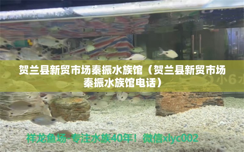 贺兰县新贸市场秦振水族馆（贺兰县新贸市场秦振水族馆电话）