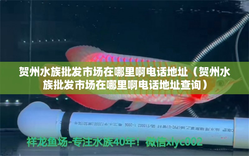 贺州水族批发市场在哪里啊电话地址（贺州水族批发市场在哪里啊电话地址查询） 观赏鱼水族批发市场