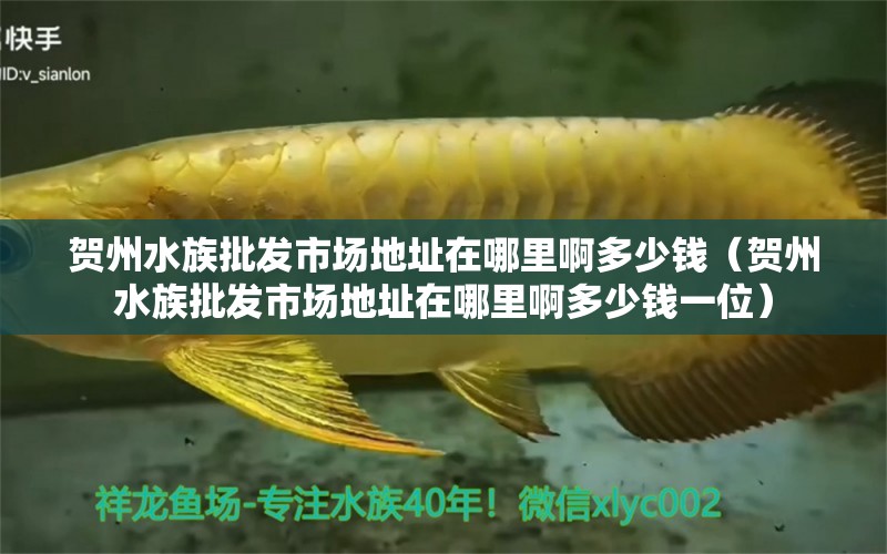 贺州水族批发市场地址在哪里啊多少钱（贺州水族批发市场地址在哪里啊多少钱一位） 观赏鱼水族批发市场