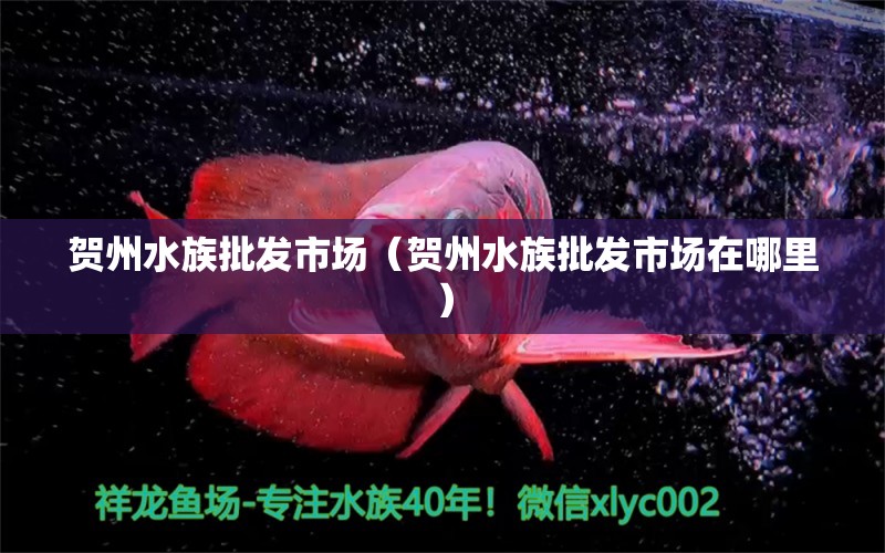 贺州水族批发市场（贺州水族批发市场在哪里）