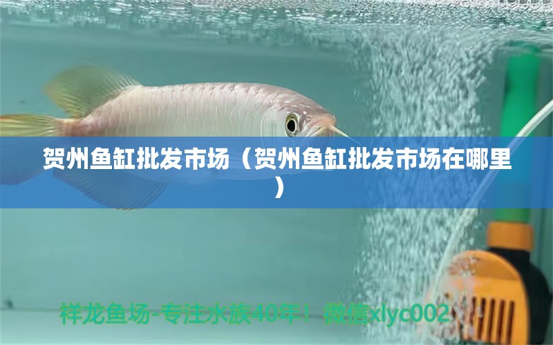 贺州鱼缸批发市场（贺州鱼缸批发市场在哪里） 观赏鱼水族批发市场