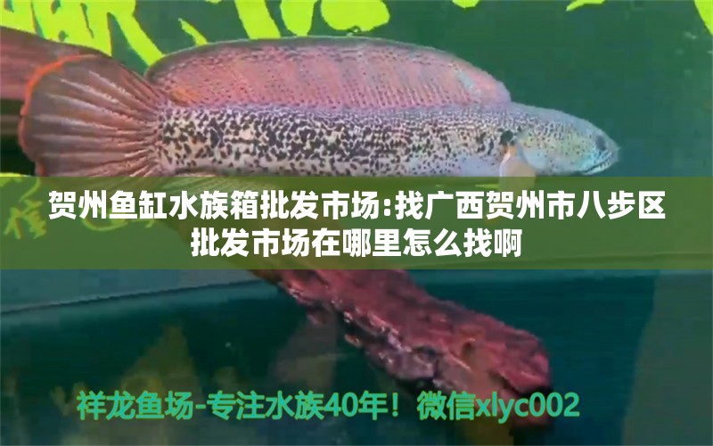 贺州鱼缸水族箱批发市场:找广西贺州市八步区批发市场在哪里怎么找啊