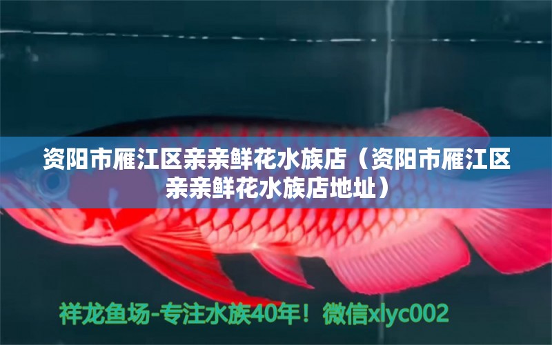 资阳市雁江区亲亲鲜花水族店（资阳市雁江区亲亲鲜花水族店地址）