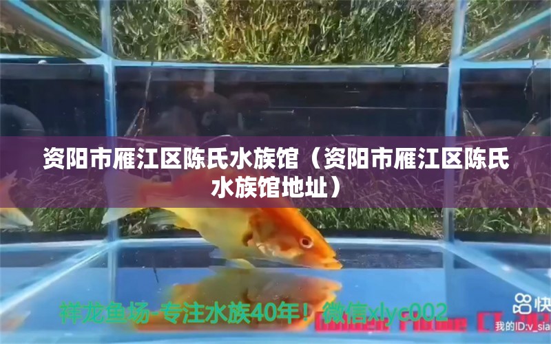 资阳市雁江区陈氏水族馆（资阳市雁江区陈氏水族馆地址）