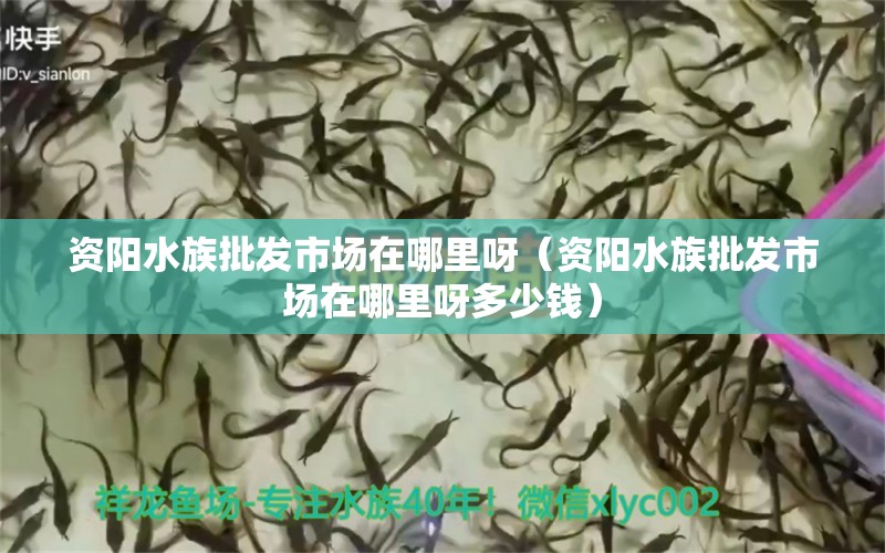 资阳水族批发市场在哪里呀（资阳水族批发市场在哪里呀多少钱） 观赏鱼水族批发市场