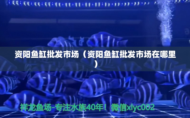 资阳鱼缸批发市场（资阳鱼缸批发市场在哪里） 观赏鱼水族批发市场