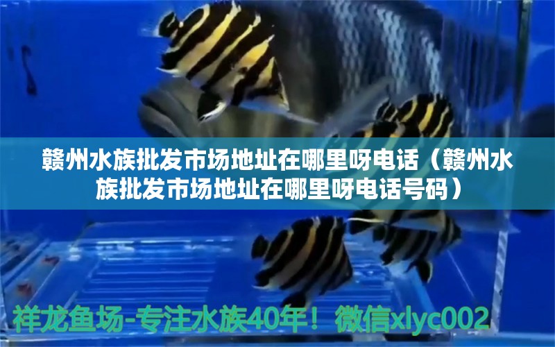 赣州水族批发市场地址在哪里呀电话（赣州水族批发市场地址在哪里呀电话号码）