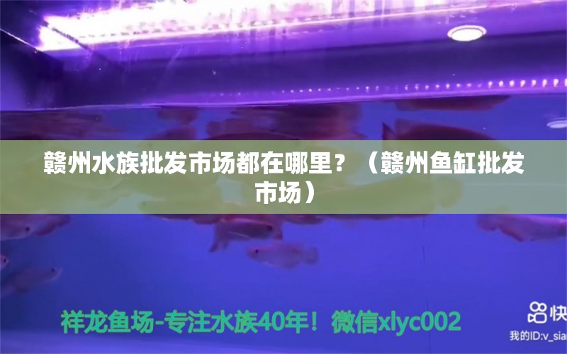 赣州水族批发市场都在哪里？（赣州鱼缸批发市场）