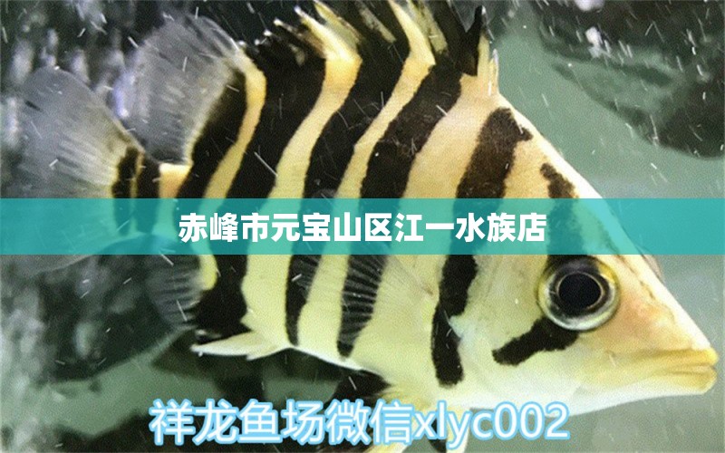 赤峰市元宝山区江一水族店