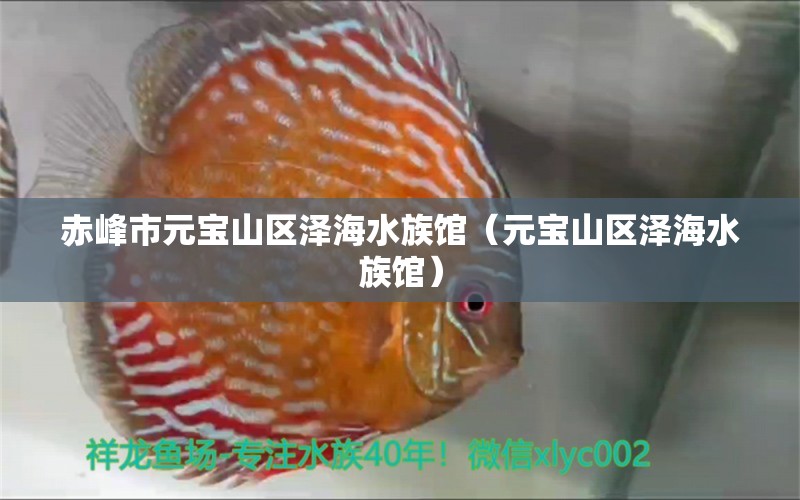 赤峰市元宝山区泽海水族馆（元宝山区泽海水族馆） 全国观赏鱼市场 第2张