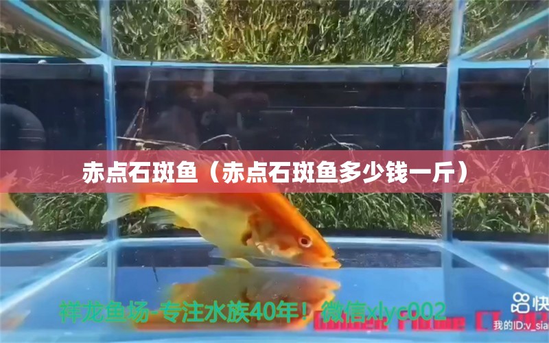 赤点石斑鱼（赤点石斑鱼多少钱一斤） 水族世界