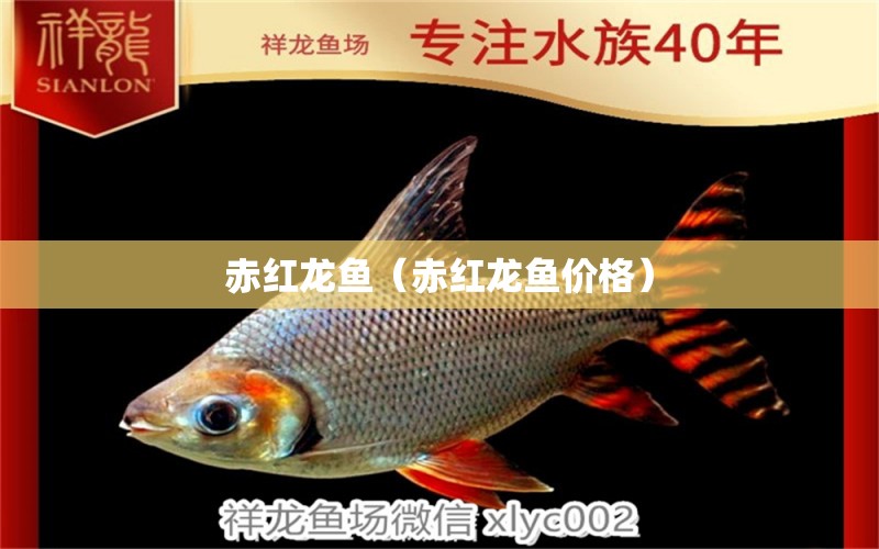 赤红龙鱼（赤红龙鱼价格） 广州龙鱼批发市场