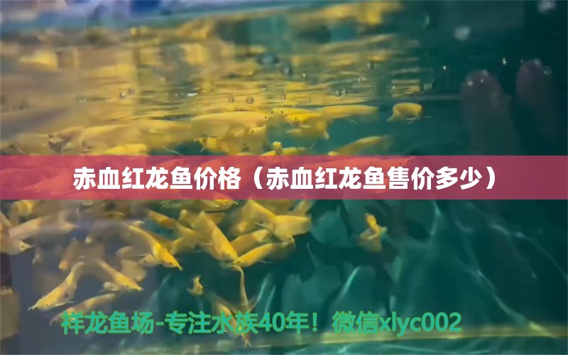 赤血红龙鱼价格（赤血红龙鱼售价多少）