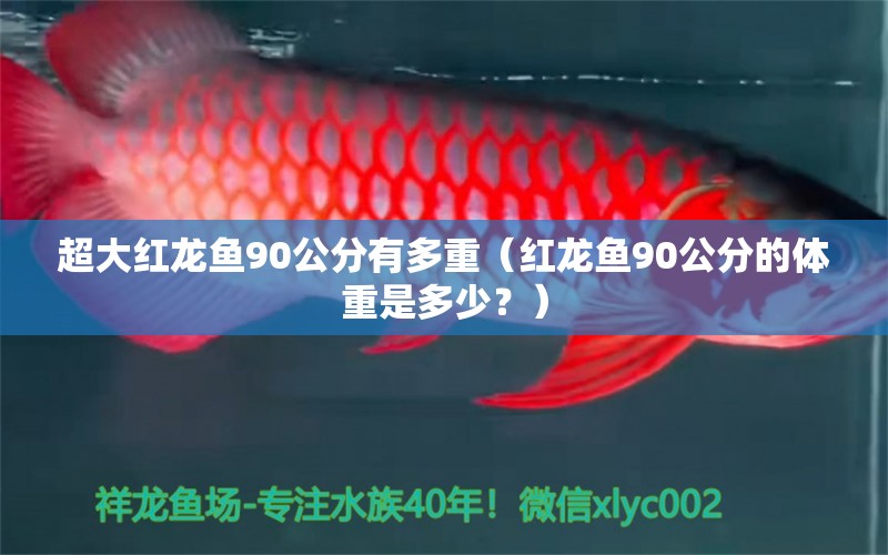 超大红龙鱼90公分有多重（红龙鱼90公分的体重是多少？） 龙鱼百科 第1张