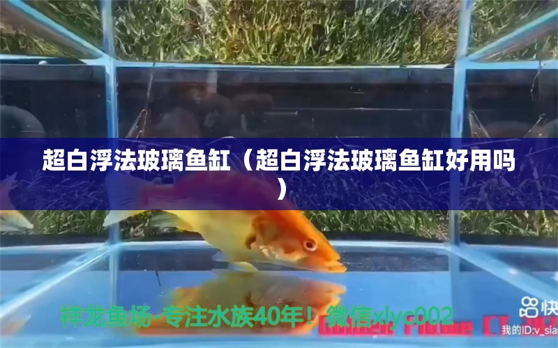 超白浮法玻璃鱼缸（超白浮法玻璃鱼缸好用吗） 观赏鱼市场（混养鱼）