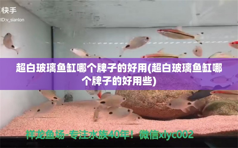 超白玻璃鱼缸哪个牌子的好用(超白玻璃鱼缸哪个牌子的好用些) 龙鱼疾病与治疗