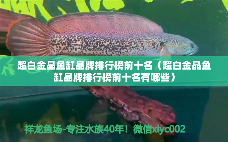 超白金晶鱼缸品牌排行榜前十名（超白金晶鱼缸品牌排行榜前十名有哪些） 观赏鱼市场（混养鱼）