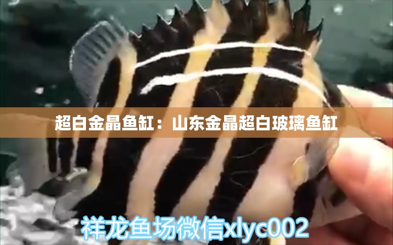 超白金晶鱼缸：山东金晶超白玻璃鱼缸 鱼缸百科 第2张