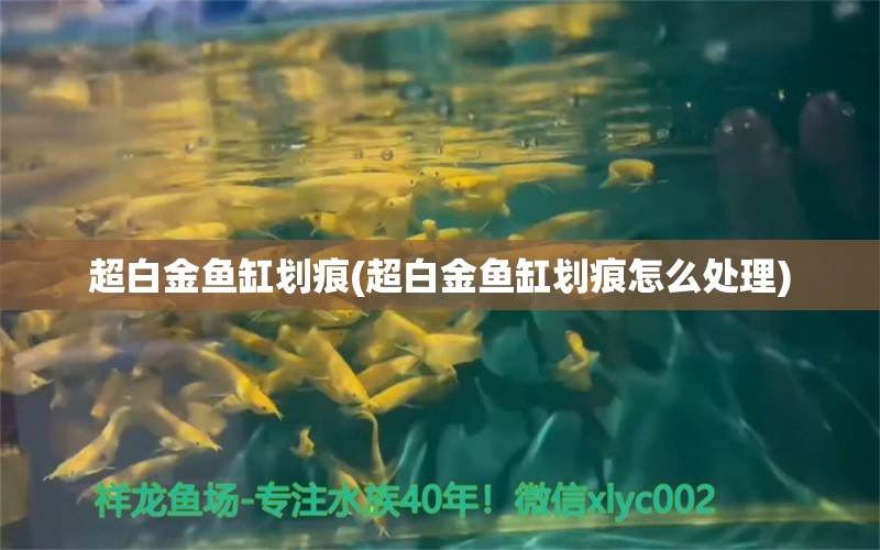 超白金鱼缸划痕(超白金鱼缸划痕怎么处理) 白子关刀鱼苗