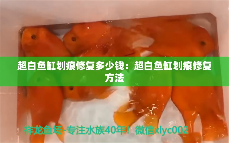 超白鱼缸划痕修复多少钱：超白鱼缸划痕修复方法 鱼缸百科 第2张