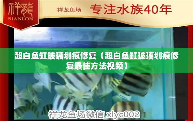 超白鱼缸玻璃划痕修复（超白鱼缸玻璃划痕修复最佳方法视频） 观赏鱼市场（混养鱼）