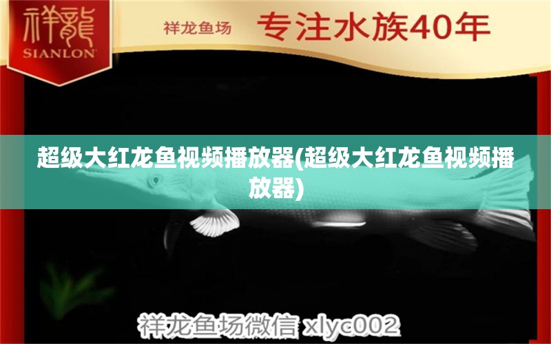 超级大红龙鱼视频播放器(超级大红龙鱼视频播放器) 苏虎苗（苏门答腊虎鱼苗）