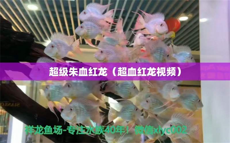 超级朱血红龙（超血红龙视频） 祥龙水族医院