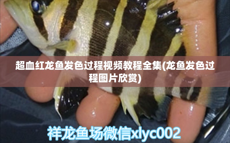 超血红龙鱼发色过程视频教程全集(龙鱼发色过程图片欣赏) 超血红龙鱼