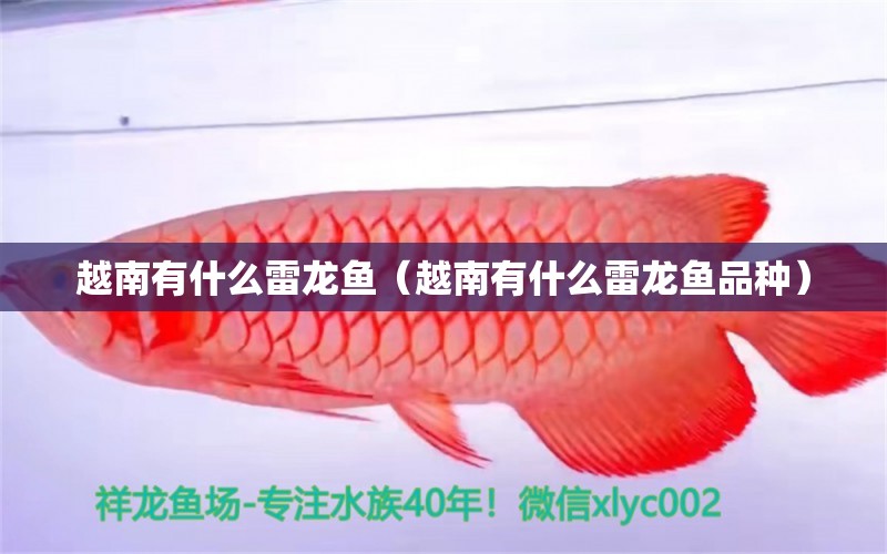 越南有什么雷龙鱼（越南有什么雷龙鱼品种） 广州龙鱼批发市场